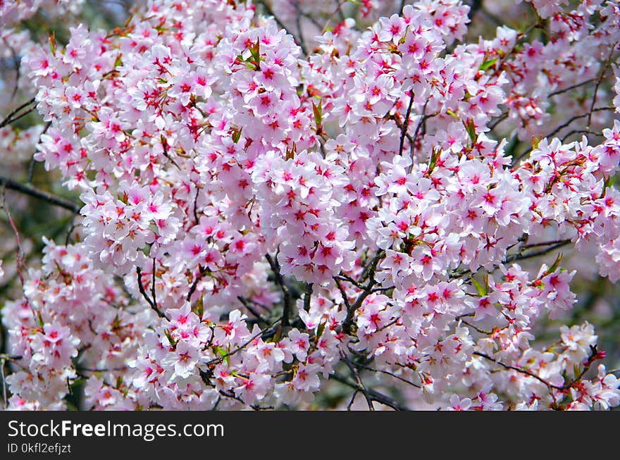 Pink, Blossom, Flower, Plant