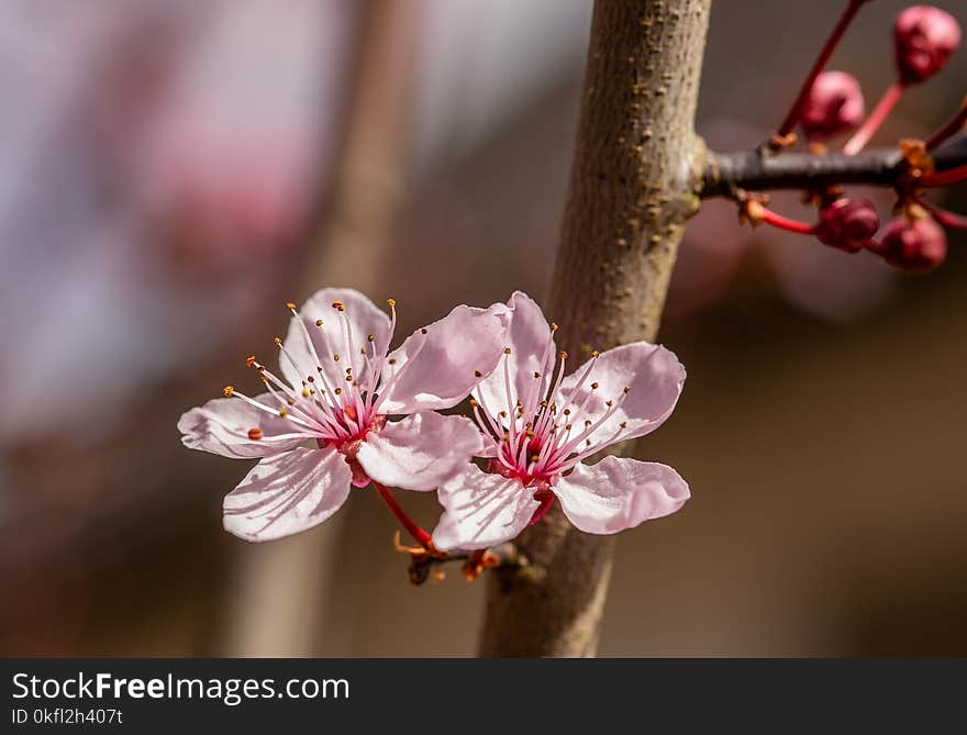 Blossom, Flower, Pink, Spring