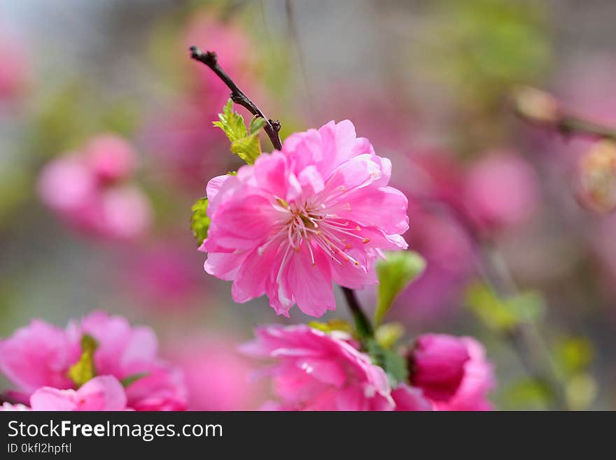 Flower, Pink, Blossom, Flora