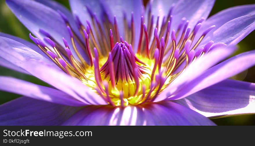 Flower, Purple, Flora, Close Up