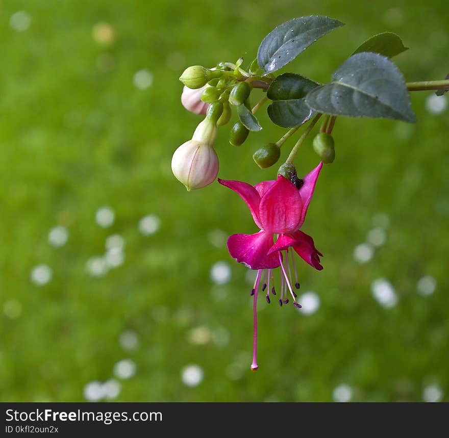 Flora, Flower, Plant, Vegetation