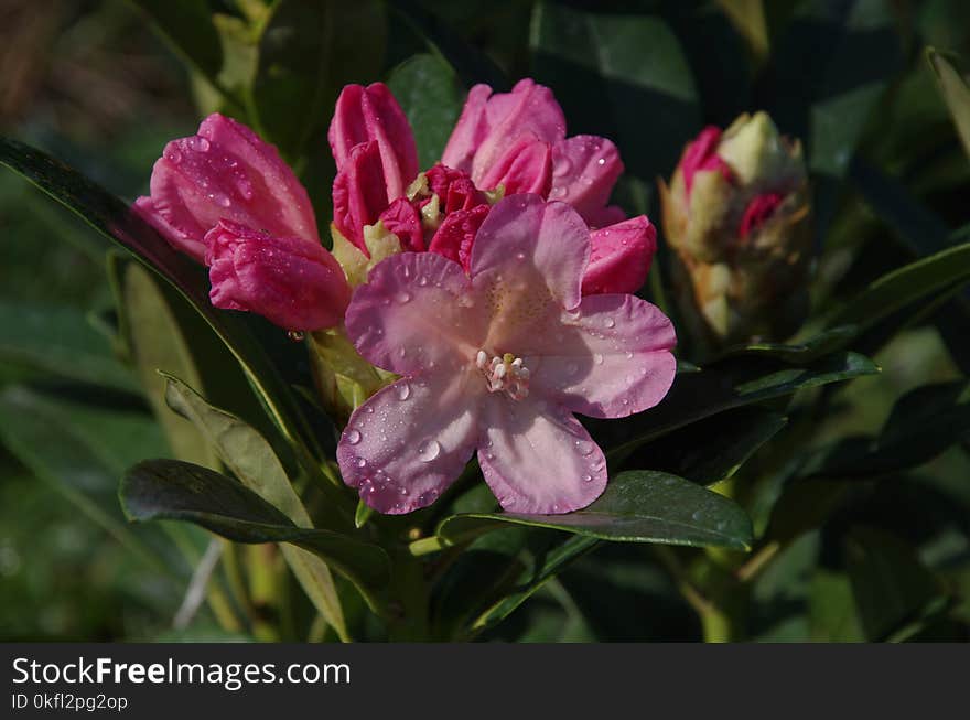 Flower, Plant, Flowering Plant, Flora