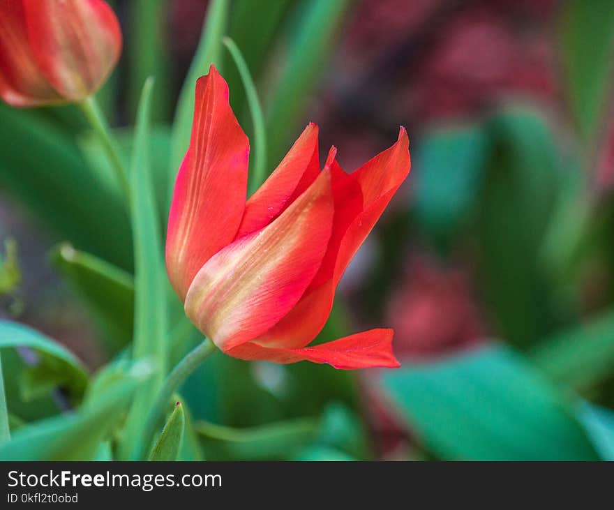 Flower, Plant, Tulip, Flowering Plant