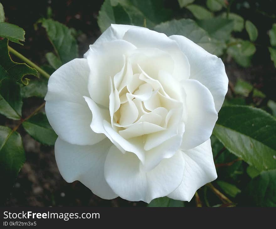 Flower, Rose, Plant, White