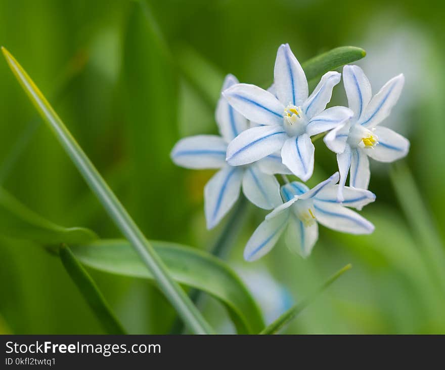 Flower, Plant, Flora, Scilla