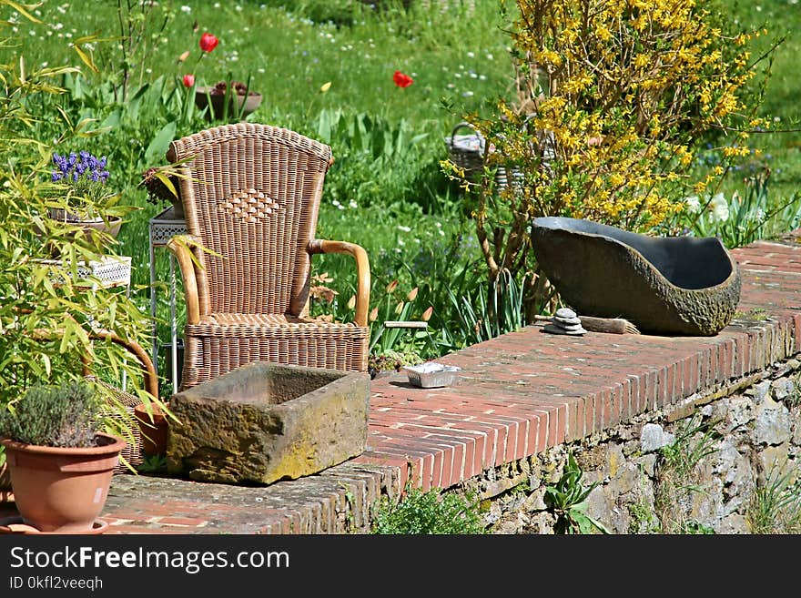 Garden, Plant, Grass, Leaf