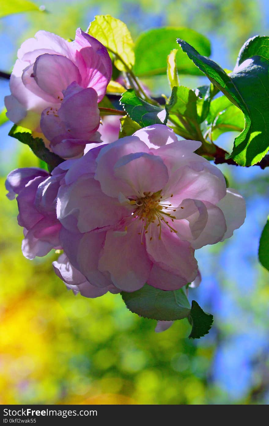 Blossom, Flower, Branch, Rosa Canina