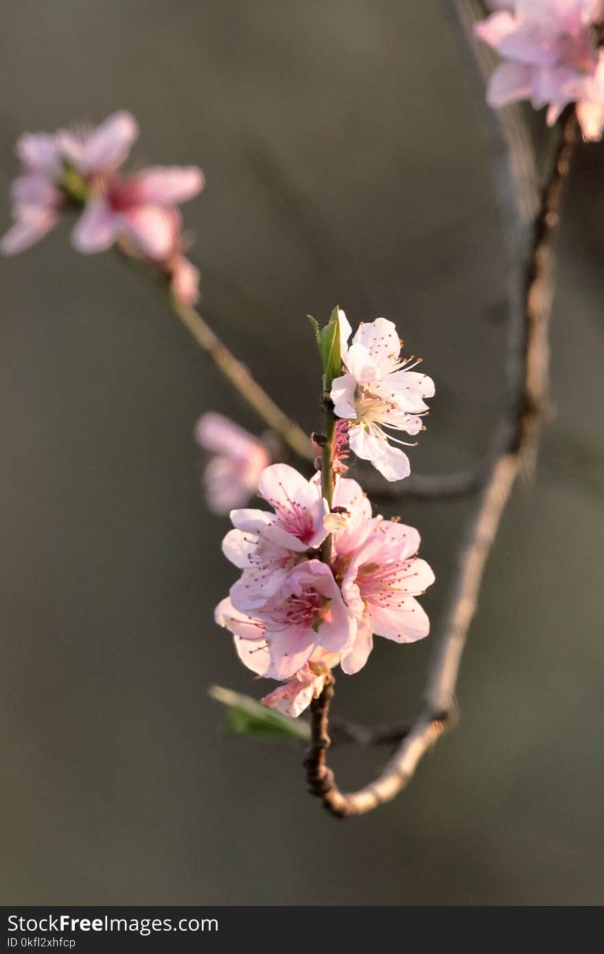 Blossom, Pink, Branch, Cherry Blossom