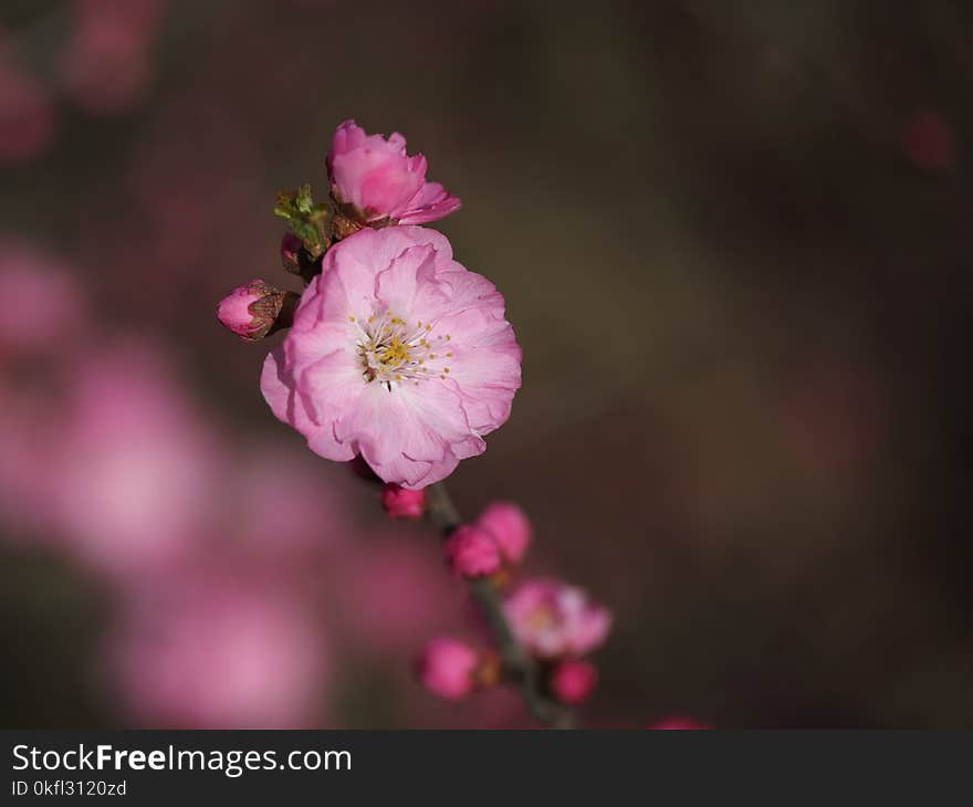 Flower, Blossom, Pink, Flora