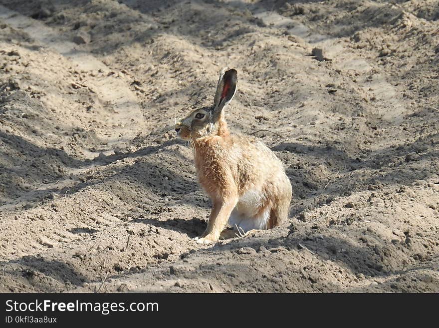 Mammal, Fauna, Hare, Rabits And Hares