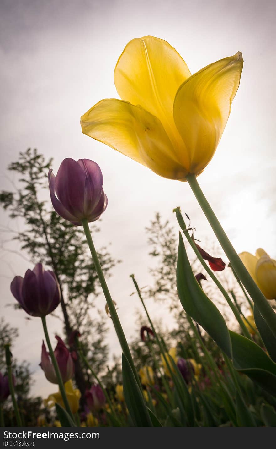 Flower, Plant, Flowering Plant, Yellow