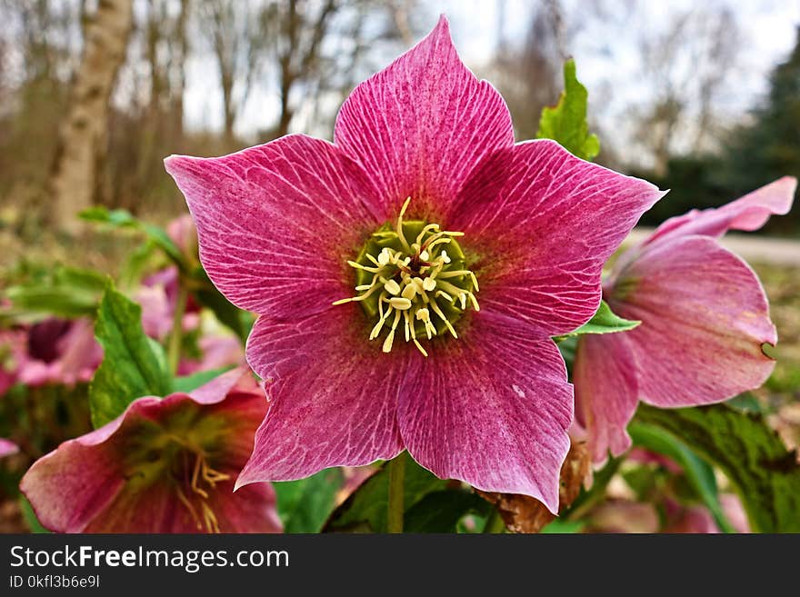 Flower, Plant, Flora, Flowering Plant