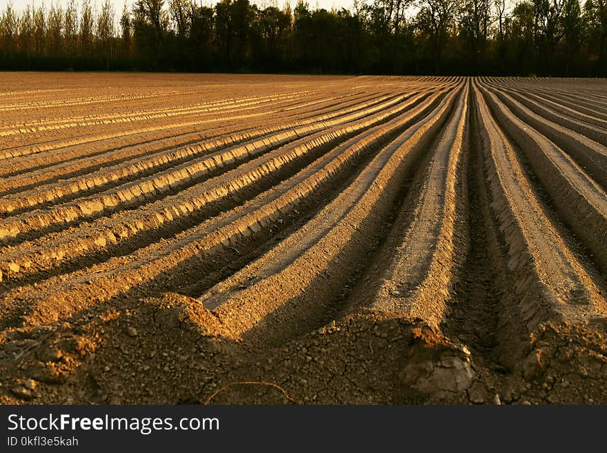 Field, Soil, Crop, Agriculture