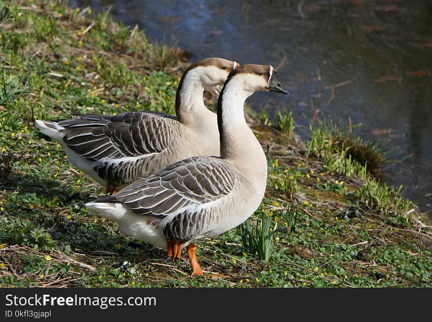 Bird, Goose, Ecosystem, Fauna