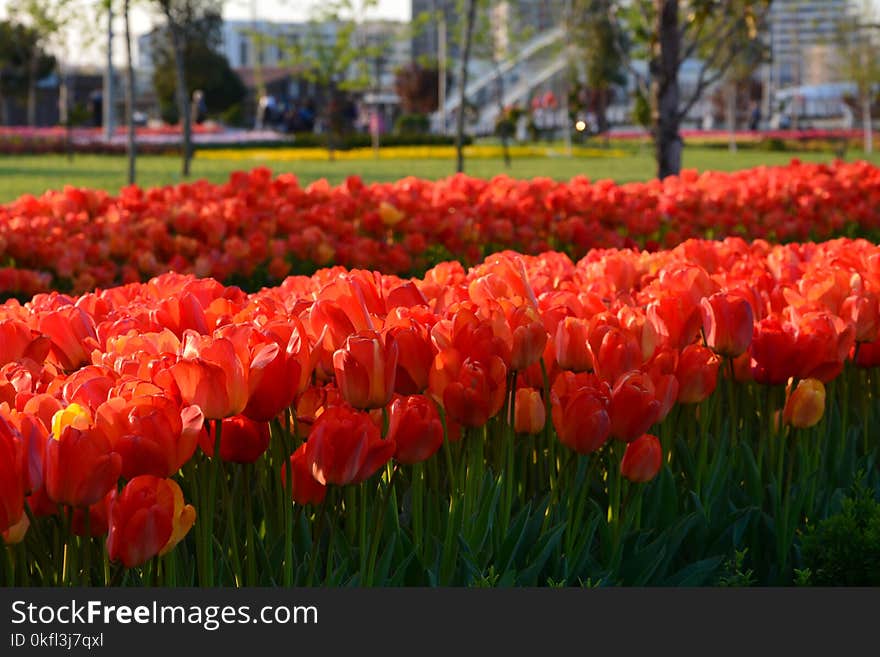 Plant, Flower, Flowering Plant, Tulip