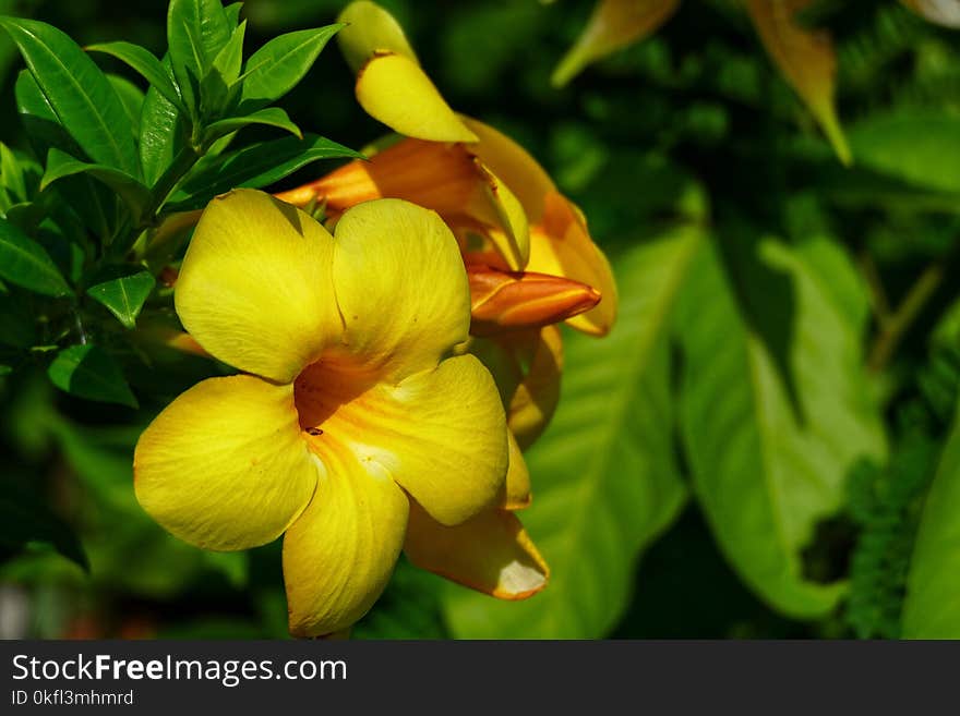 Flower, Plant, Flora, Yellow