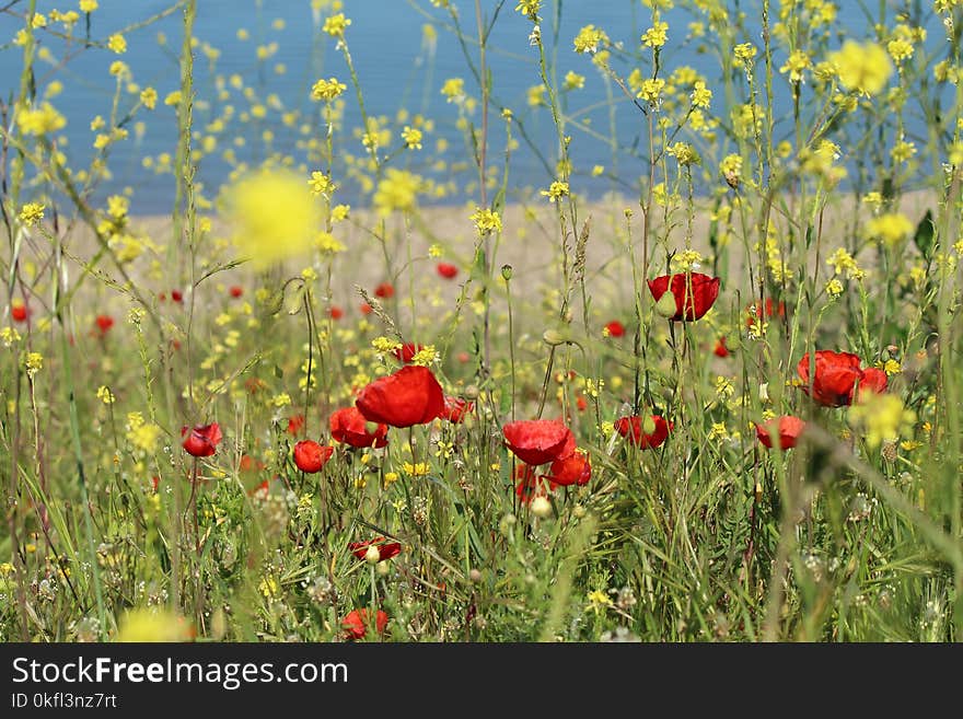 Flower, Ecosystem, Wildflower, Meadow