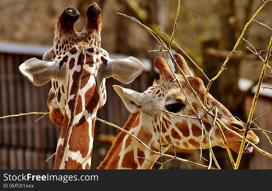 Giraffe, Wildlife, Terrestrial Animal, Giraffidae