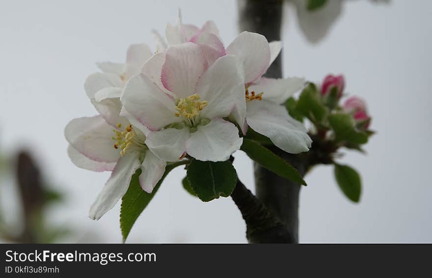 Blossom, Flower, Branch, Spring