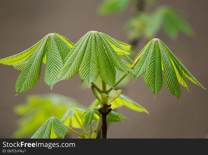 Leaf, Plant, Tree, Plant Stem