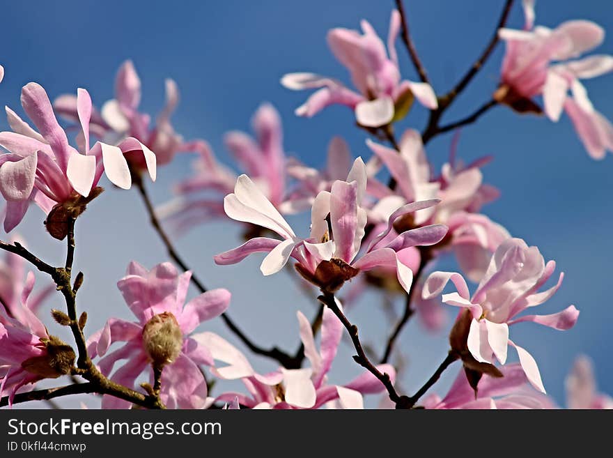 Flower, Plant, Pink, Flowering Plant