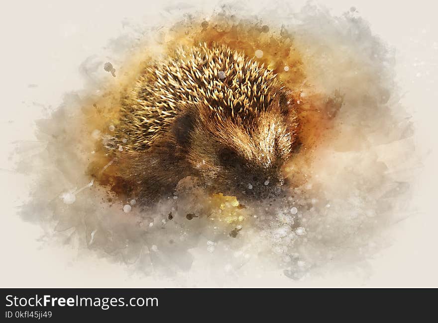 Close Up, Organism, Hedgehog, Snout