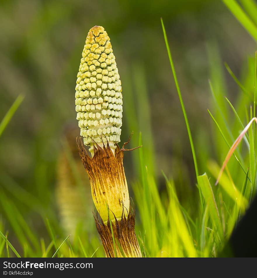 Vegetation, Close Up, Grass, Grass Family