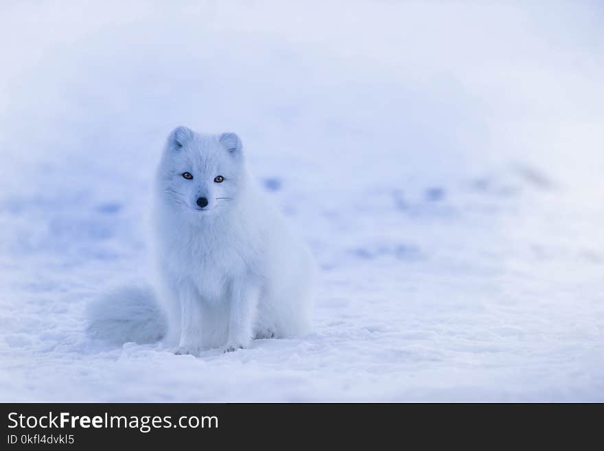 Arctic Fox, Dog Like Mammal, Mammal, Fox