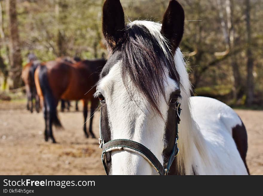 Horse, Bridle, Horse Tack, Halter