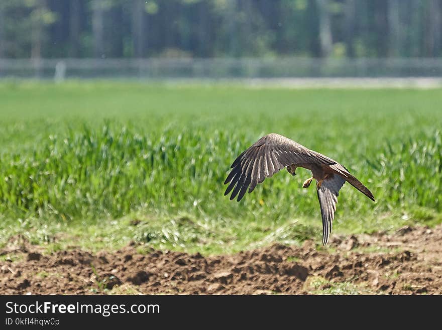 Ecosystem, Fauna, Bird, Nature Reserve