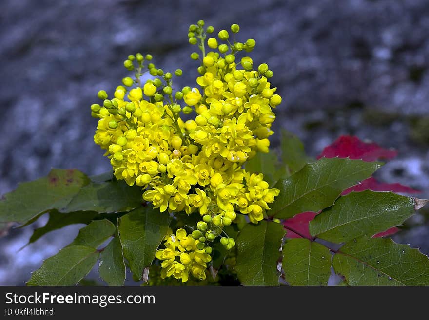 Plant, Mahonia, Flora, Oregon Grape