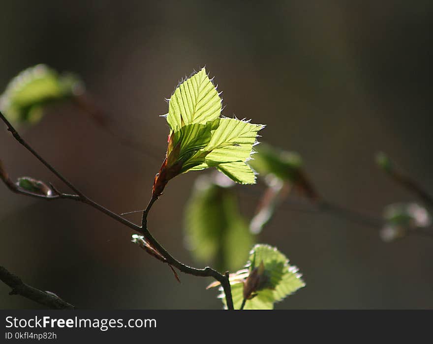 Leaf, Branch, Vegetation, Twig