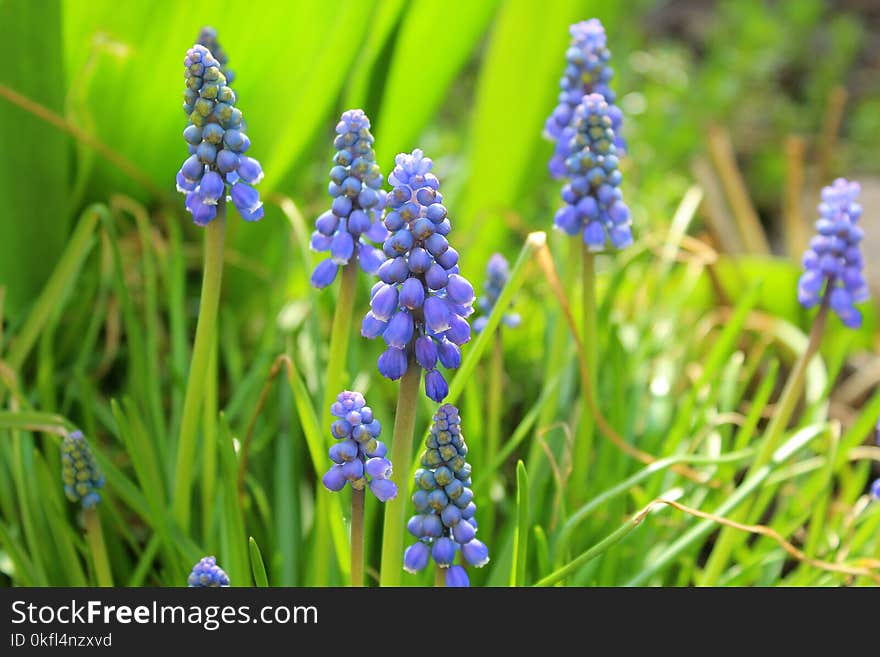 Plant, Flower, Flora, Spring