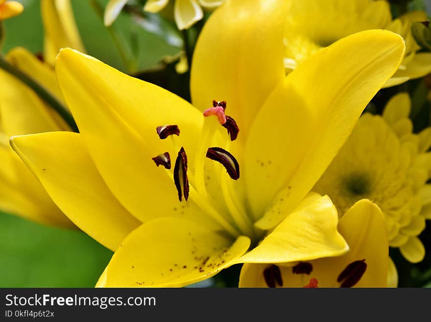 Flower, Yellow, Lily, Flora