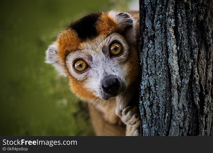 Fauna, Mammal, Wildlife, Lemur