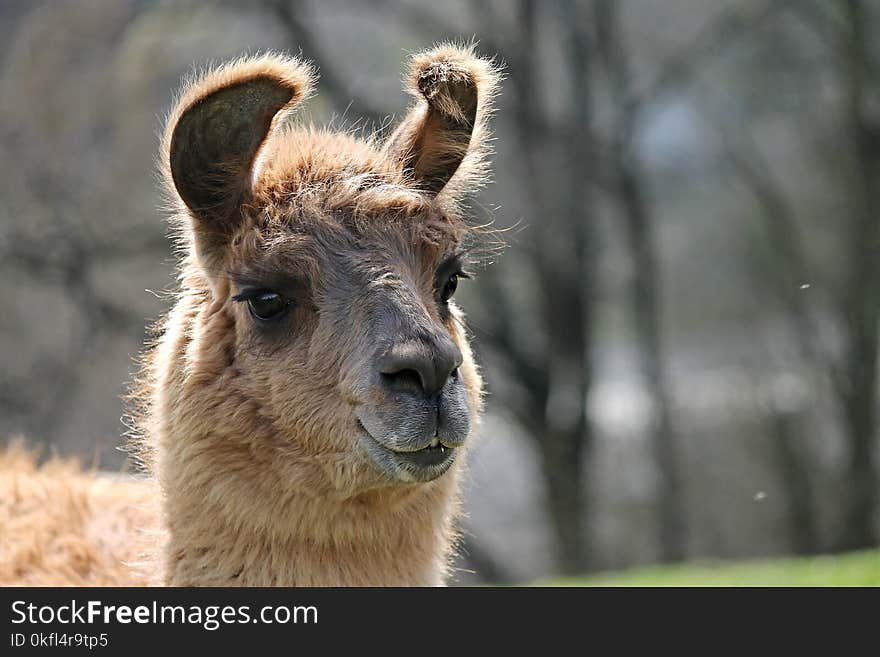 Llama, Terrestrial Animal, Camel Like Mammal, Alpaca