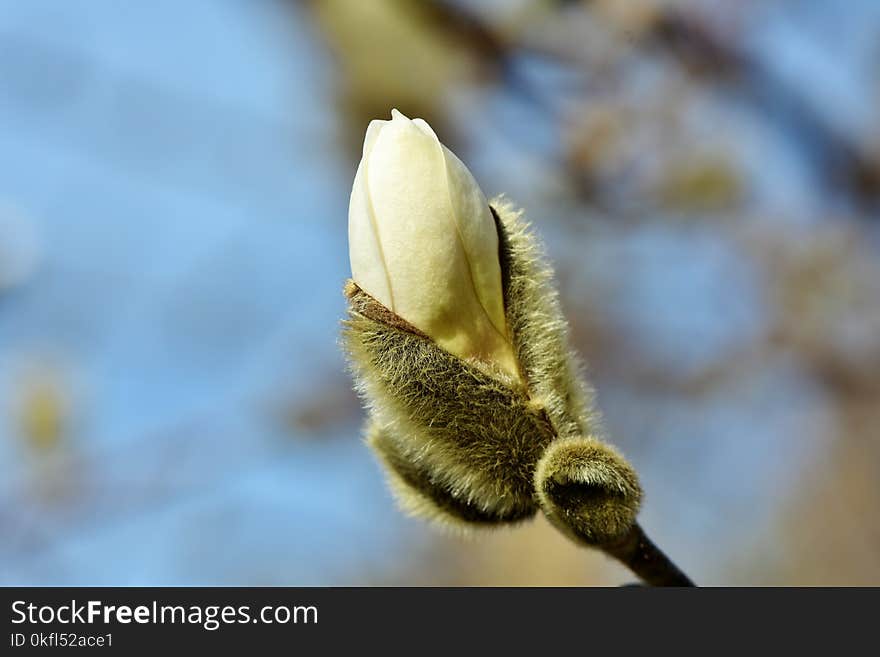 Bud, Flower, Close Up, Plant