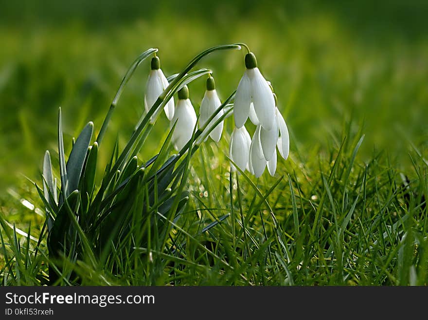 Galanthus, Plant, Flower, Grass