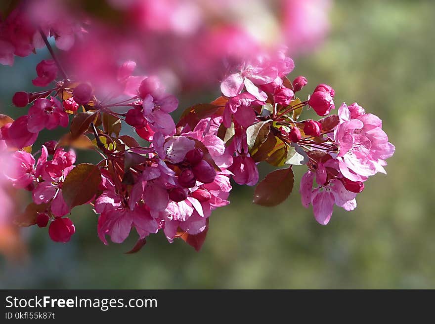 Pink, Flower, Blossom, Flora