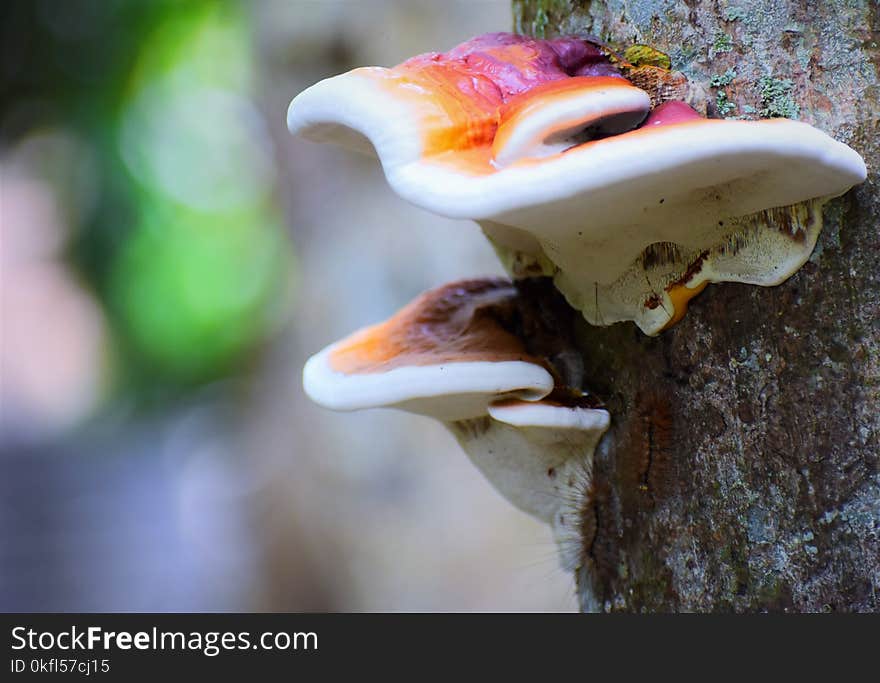 Mushroom, Medicinal Mushroom, Fungus, Oyster Mushroom