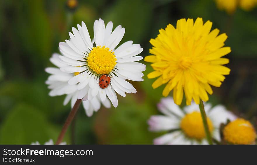 Flower, Yellow, Flora, Chamaemelum Nobile