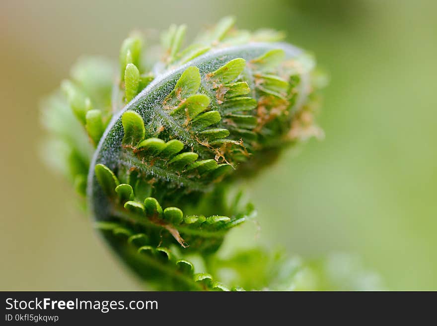 Close Up, Macro Photography, Plant, Plant Stem