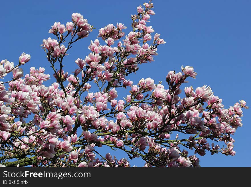 Plant, Flower, Spring, Flowering Plant