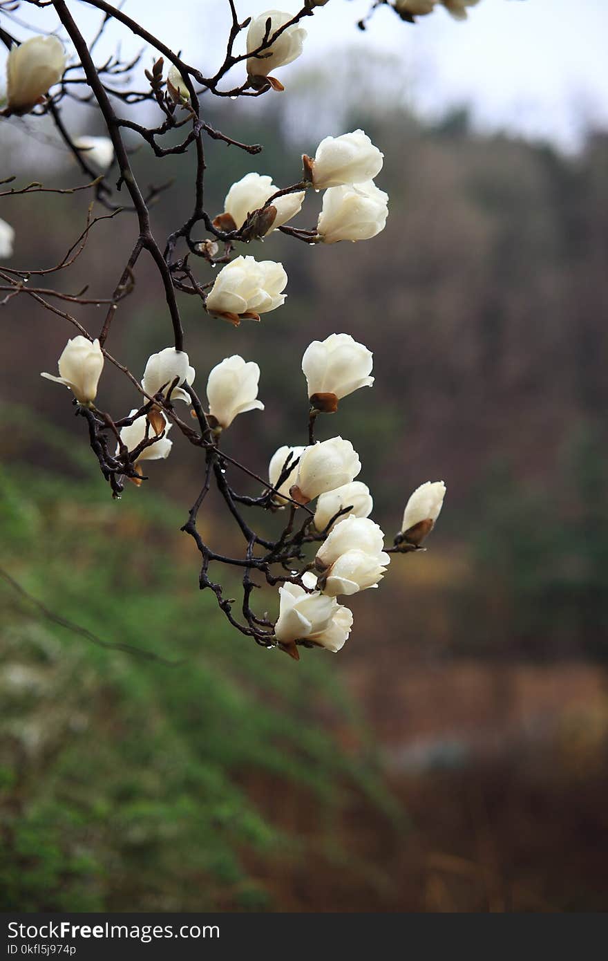 Spring, Plant, Flower, Flora