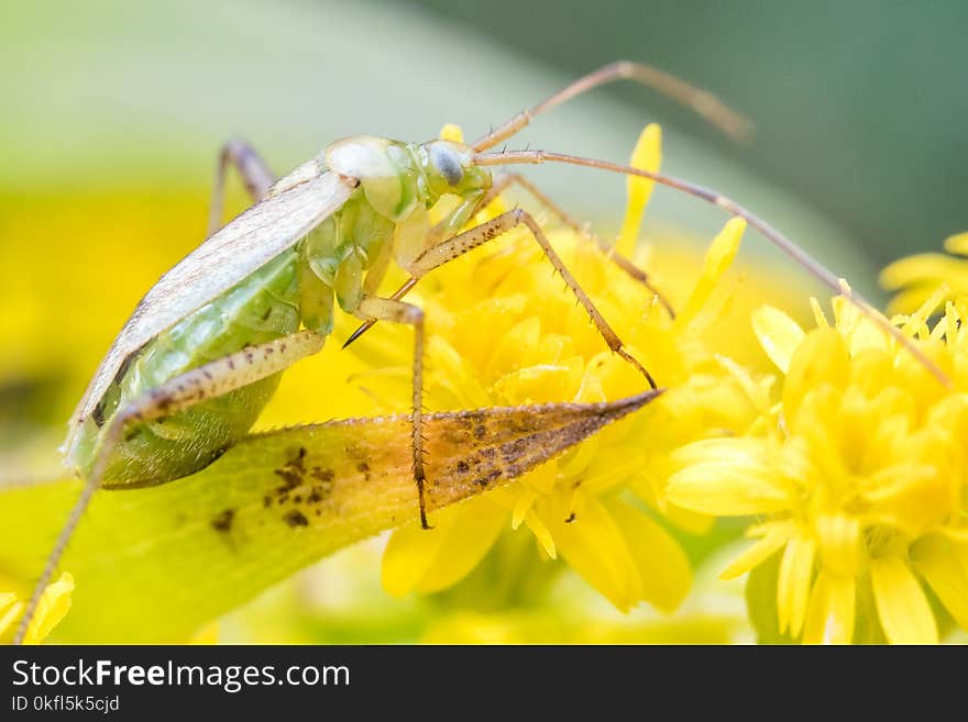 Insect, Macro Photography, Pest, Invertebrate