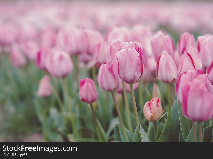 Flower, Pink, Plant, Flowering Plant