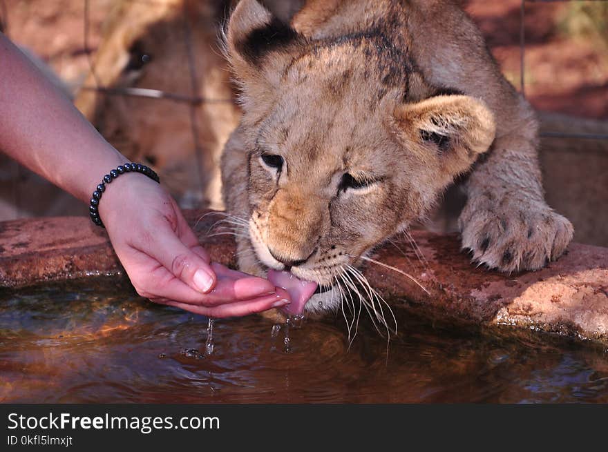 Wildlife, Mammal, Lion, Terrestrial Animal