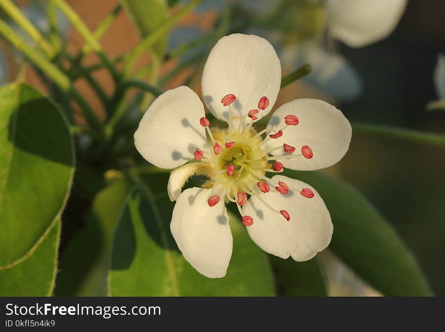 Flora, Flower, Blossom, Spring