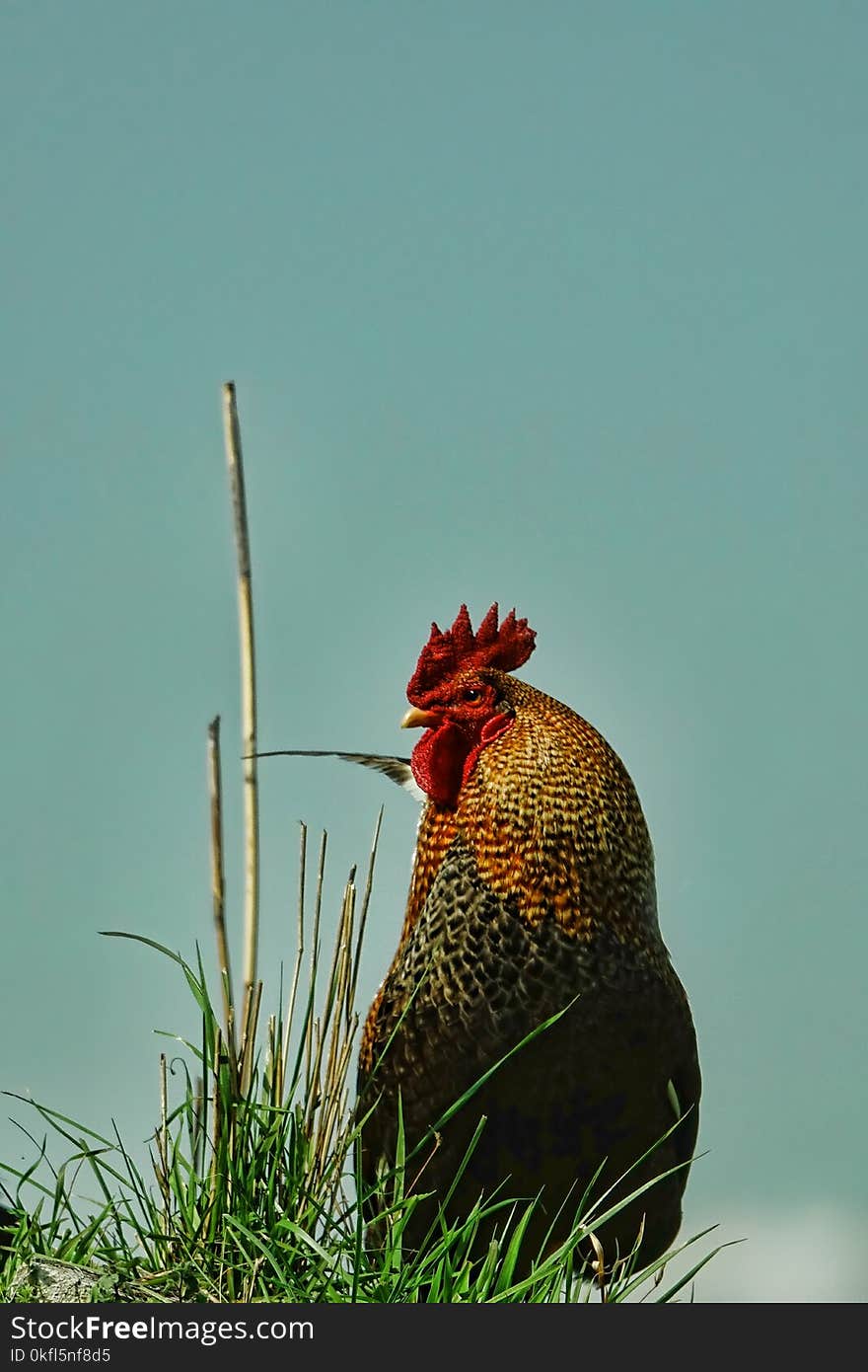 Galliformes, Chicken, Bird, Beak