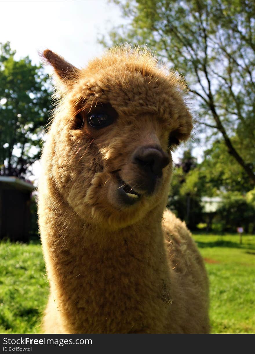 Alpaca, Fauna, Snout, Fur